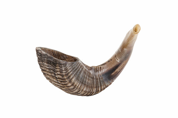 Shofar - 10"-12"-0