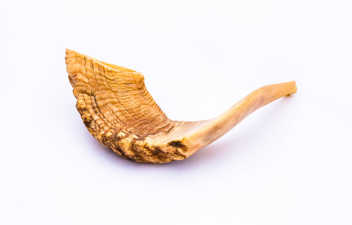 Shofar - 12"-14"-0