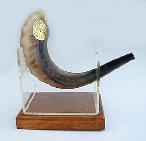 Israeli Shofar (Rams Horn) – ahuva.com