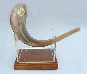 Israeli Shofar (Rams Horn) 